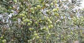 İklim değişikliği zeytin üretimini olumsuz etkiliyor