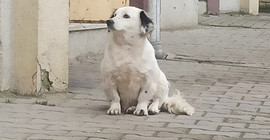 Yavrusu çalınan anne köpek, yemeden içmeden kesildi
