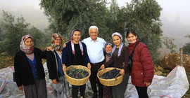 Muğla Büyükşehir Belediye Başkanı Gürün’den zeytinliklerin korunması için mücadele hamlesi