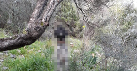 Muğla'da bir köpek ağaca asılmış halde bulundu