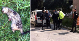 Turgutlu'da bir kedi daha bacakları kesilmiş olarak ölü bulundu