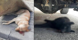 Evinin çatısına çıktığı bahanesiyle 2 köpeği öldüren şüpheli tutuklandı