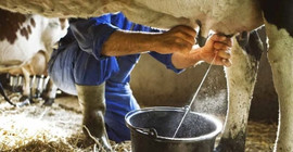 TÜSEDAD: Süt zammı yetersiz, üretici hayvanını kesime göndermek zorunda