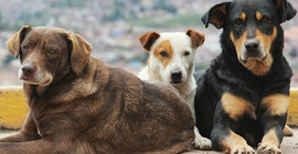 Bursa'da köpek katliamı
