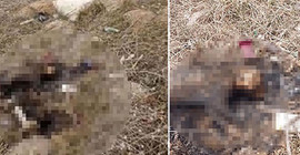 Eskişehir'de bir kedi yakılarak katledildi
