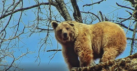 Dersim'de kış uykusundan uyanan ve kulağı kırık olan bozayı görüntülendi