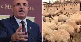 CHP’li Tanal: Urfa’da 17 koyun 'gözaltına' alındı