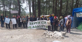 İkizköy’de sökülen zeytin ağaçları geri dikilecek