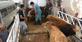 Hükümette 'et' telaşı: Bakanlık illere 'acele' koduyla yazı gönderdi