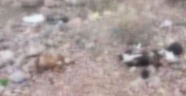Ankara’da 7 yavru pitbull ölü bulundu