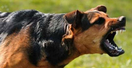Sokak köpekleri profesörü yiyerek öldürdü