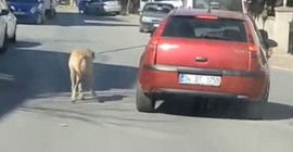 İple bağlı köpeği arabasının peşinde koşturdu, serbest bırakıldı