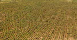 Avrupa'nın en büyük kenevir tarlası imha edildi