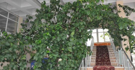 Kütüphanenin içinde büyüyen 53 yaşındaki limon ağacına ne olacak?