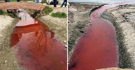 Kamara Deresi kırmızı akıyor: 'Daha çok müsilaj görürüz'