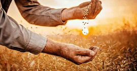 Buğday ve mısır alarm veriyor: Arzdaki azalma gıda fiyatlarını arttıracak