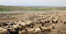 Korucubaşından koçer ve çobanlara para karşılığı ajanlık dayatması