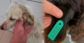 Bolu'da aç ve susuz bulunan 150'den fazla köpeği Hendek Belediyesi'nin bıraktığı ortaya çıktı
