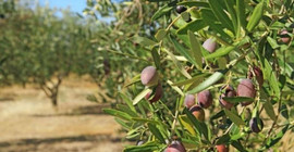 Zeytinlikleri madenciliğe açan yönetmelik iptal edildi