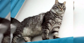 Kayıp kedi 'Mars'ı bulana 10 bin lira ödül