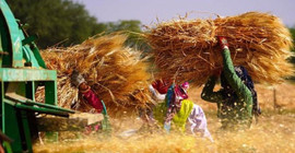 Hindistan buğday ihracatını yasakladı