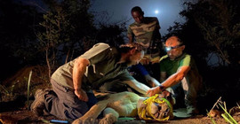 Batı Afrika’nın son aslanlarını kurtarma çabaları: Veri toplamak için altı aslana GPS takıldı