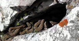 Tek ısırığının bile öldürmeye yettiği engerek yılanları sürü halinde görüntülendi