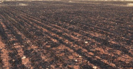 'Türkiye'nin bombardımanında 20 hektar arpa arazisi kül oldu'
