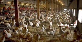 Gine'de 'kuş gribi' alarmı: 120 bin kümes hayvanı salgın nedeniyle öldü