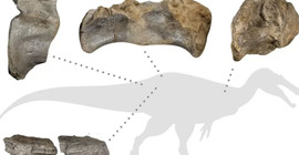 Avrupa'nın 'en büyük' kara dinozoru fosili İngiltere'de keşfedildi