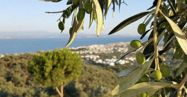 Bodrum’da sit koruması altındaki zeytinlikler turizm imarına açıldı
