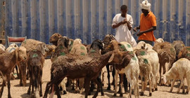 Sudan'da küçükbaş hayvan yüklü gemi battı: 16 bine yakın koyun öldü