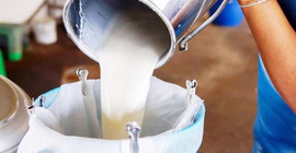 İçme sütü üretimi yüzde 9,3 geriledi