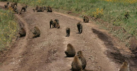 Tanzanya'da maymunlar tarafından kaçırılan bebek öldü