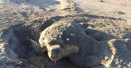Patara Plajı'nda 86 caretta caretta yuva yaptı