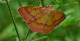 'Rhodostrophia' adlı kelebek türü Türkiye'de ilk kez görüntülendi