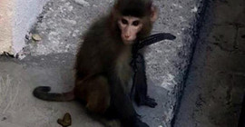 Sokakta bulunan maymun koruma altına alındı