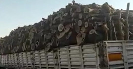 Şırnak Barosu, ağaç katliamına ilişkin yeni görüntüler paylaştı