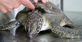 Japonya'da onlarca deniz kaplumbağası boyunlarından bıçaklanarak öldürüldü