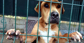 İzmir Barosu'ndan açıklama: Bayındır'da yüzlerce köpek katledildi