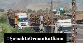 Şırnak Barosu’ndan kampanya: #ŞırnaktaOrmanKatliamı var