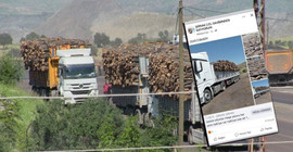 Şırnak’ta kesilen ağaçlar Facebook’ta satılıyor iddiası