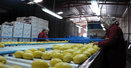 Rekolte azlığı ve paketleme, limon fiyatını artırdı