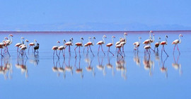 Tuz Gölü'ndeki flamingo ölümleri Meclis gündeminde: Gölü besleyen su kanalları neden açılmıyor?
