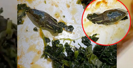 Personel yemeğinden ‘yılan kafası’ çıkan havayolu, sandviç vermeye başladı
