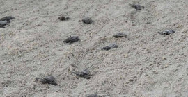 Patara Plajı'ndan 5 bininci yavru caretta caretta Akdeniz'e ulaştı