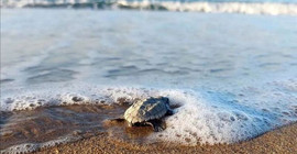 Su sıcaklığı 1 derece düştü, Belek'te caretta caretta yuvaları yüzde 61 azaldı