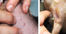 WHO 'ilk vaka' olarak duyurdu: Köpeğe sahibinden maymun çiçeği virüsü bulaştı