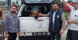 Gençlere biber gazı sıkan bekçiyi ısıran köpek 2 gün gözaltında tutuldu
