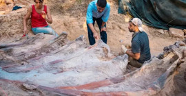Portekiz’de bir bahçede bulunan dinozor fosili Avrupa'nın en büyüğü olabilir